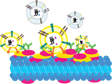 Sketch of vesicles captured on functionalized microarrays 