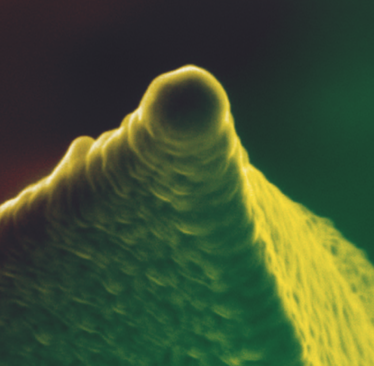 Gold-coated AFM tip