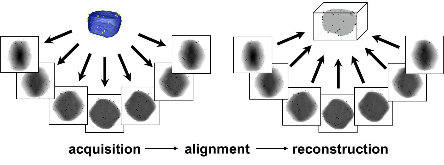 Electron Tomography Reconstruction Schematics Real Space
