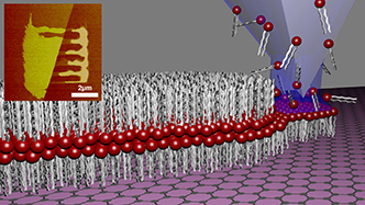 L-DPN on Graphene