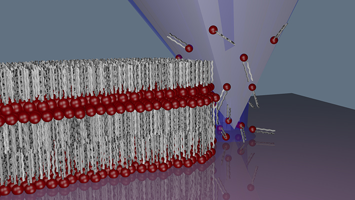 L-DPN Lipid Membrane in Air