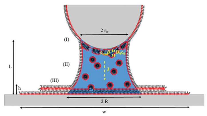 Model of Lipid Tip-Substrate Transfer