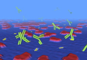 Scheme of Antibodies interacting with Lipid Membranes