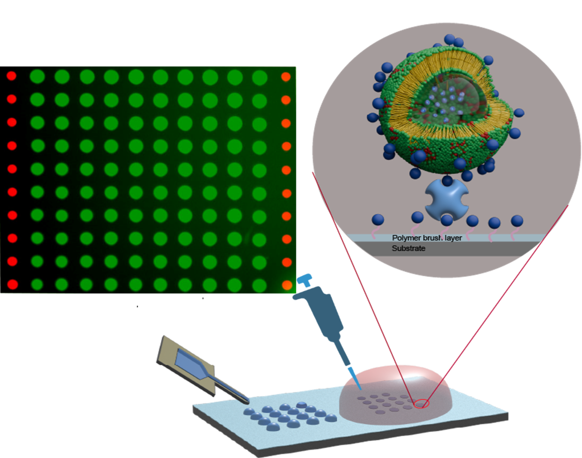 Immobilization of Vesicles