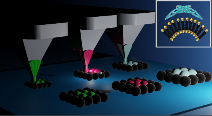 Curvature sensitive protein screening