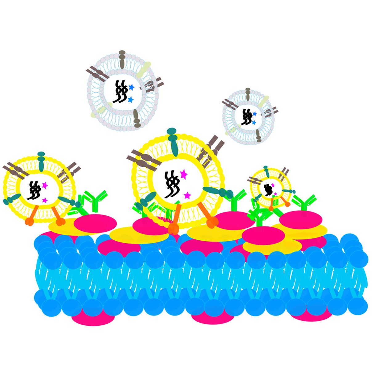 Scheme of extracellular vesicles capture on lipid membranes