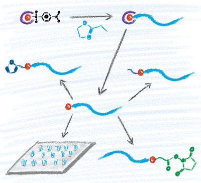 Thioacetate‐Based Initiators for the Synthesis of Thiol‐End‐Functionalized Poly(2‐oxazoline)s