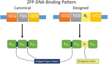 Biomolecular Simulation